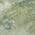 Fern color or pattern variation