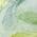 Yellow color or pattern variation