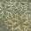Olive color or pattern variation
