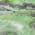 Green color or pattern variation