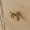 Oak-Brushed Gold Handle color or pattern variation