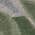 Olive color or pattern variation