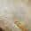 Beige color or pattern variation