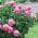 Pink color or pattern variation