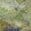 Green color or pattern variation