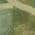 Green color or pattern variation