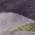 Purple color or pattern variation