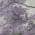 Lavender color or pattern variation