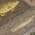Brown color or pattern variation