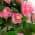 Pink color or pattern variation