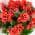 Red color or pattern variation