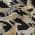 Black color or pattern variation