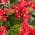 Red color or pattern variation