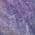 Purple color or pattern variation