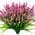 Pink color or pattern variation