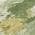 Olive color or pattern variation