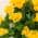 Yellow color or pattern variation