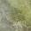 Green color or pattern variation