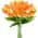 Orange color or pattern variation