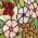 Grape Floral color or pattern variation