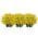 Yellow color or pattern variation