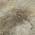 Beige color or pattern variation