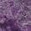 Purple color or pattern variation