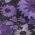 Purple color or pattern variation