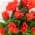 Red color or pattern variation