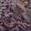 Plum color or pattern variation