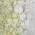 Olive color or pattern variation