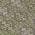 Olive color or pattern variation