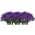 Purple color or pattern variation