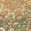 Olive color or pattern variation