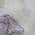 Lavender color or pattern variation