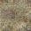 Gold color or pattern variation