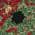 Black/Green color or pattern variation