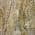 Brown color or pattern variation