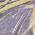 Plum color or pattern variation