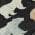 Black color or pattern variation