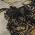 Khaki color or pattern variation
