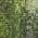 Green color or pattern variation