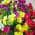 Assorted color or pattern variation