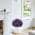Purple color or pattern variation