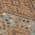 Copper color or pattern variation