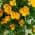 Yellow color or pattern variation