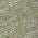 Olive color or pattern variation