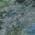 Green color or pattern variation