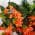 Orange color or pattern variation