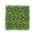 Buxus Olivia color or pattern variation